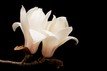 Close-up of a white magnolia on black background © ddukang