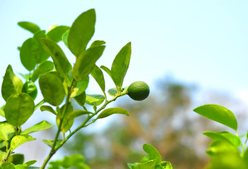  Lime grown in the garden