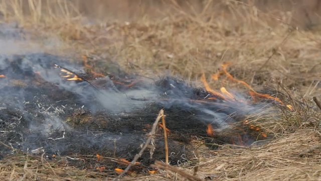 Dangerous wild fire in nature, burns dry grass. Burnt black grass in a forest glade