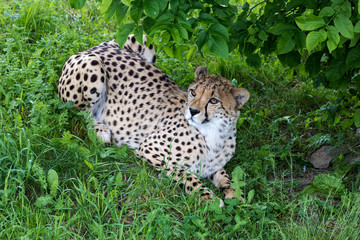 Cheetah standing in the grass
