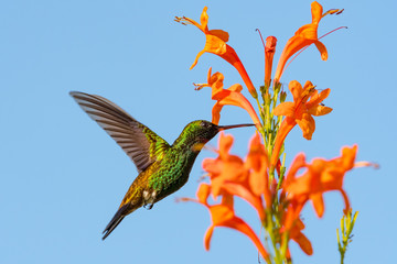 Copper-rumped hummingbird feeding on the Honeysuckle flower.