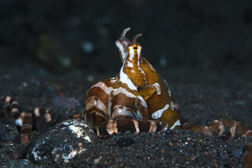 Amazing underwater world - Wunderpus octopus - Wunderpus photogenicus. Diving and underwater photography. Tulamben, Bali, Indonesai.