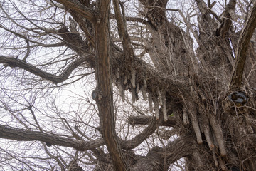 Chiba, japan, 03/30/2019 , Kaijosan Chiba Temple, the 1000 years old ginkgo tree, at chiba-dera.