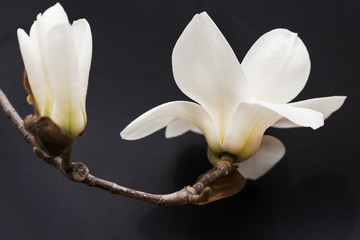 Close-up of a white magnolia on black background