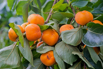 Persimmons tree, Persimmons tree from Thailand country