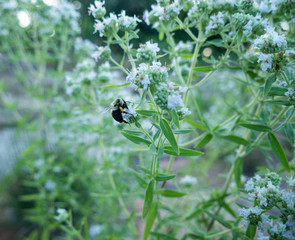 Bee in Flowers