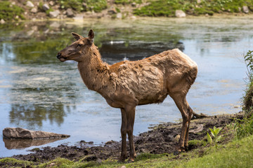 Red deer profile