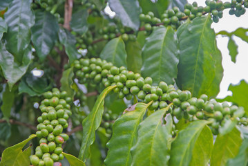 Coffee tree, Coffee tree from Thailand country