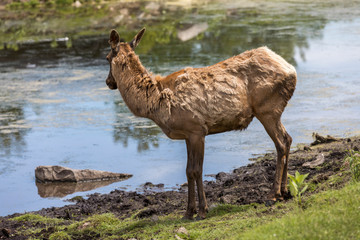 Obraz premium Red deer