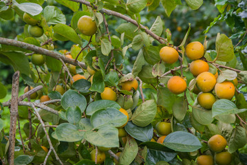 Persimmons tree, Persimmons tree from Thailand country