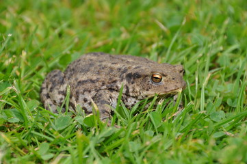 Kröte