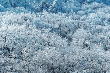 Winter forest on the mountains in Huangshan National park.