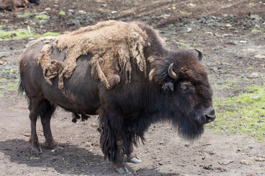 Bison (Buffalo)