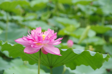 Obraz na płótnie Canvas Pure beauty of lotus flowers on water swamps