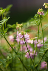 Pink Wildflower Blooms