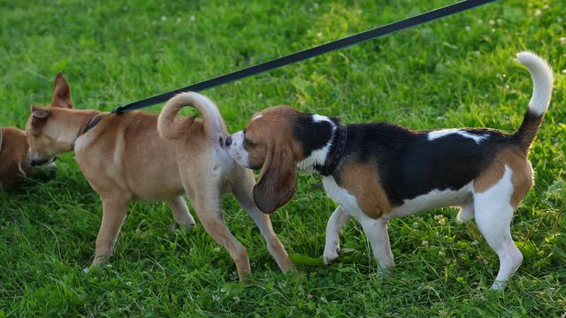 Beagle dog sniff rear of other doggy, meet someone new during walk at city park. One young pet stay on simple leash, Beagle stay behind and hold muzzle against butt