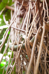 Monstera philodendron tropical plant vine close up