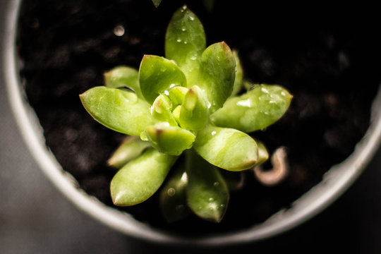 suculenta