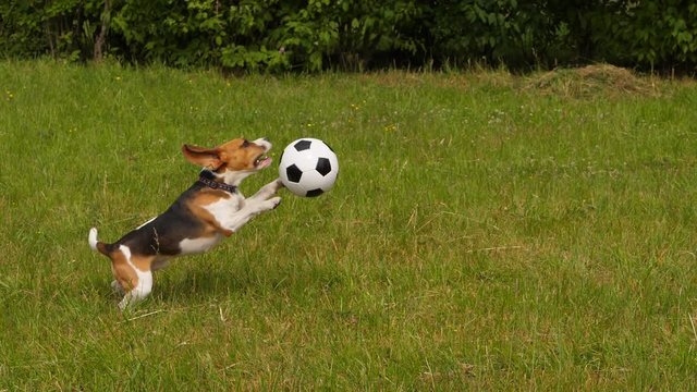 Dog stand up on hind legs and kick back soccer ball by jaws, slow motion shot. Young Beagle play at grass in summer day, stay and catch toy, then try to bite it with teeth