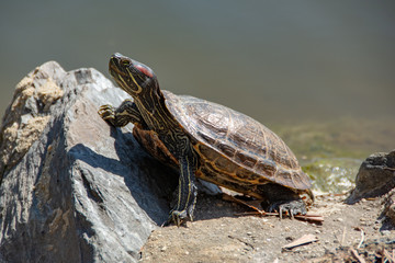Red-Eared Slider Turtle