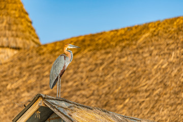 Giant Goliath heron, Ardea goliath, the biggest heron, standing on a roof searching the waters of Lake Baringo for fish. It blends in with surroundings. Copy space. Bokeh background. Kenya, Africa.