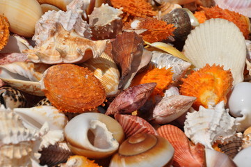 Muscheln