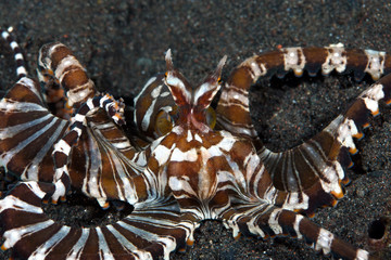 Amazing underwater world - Wunderpus octopus - Wunderpus photogenicus. Diving and underwater photography. Tulamben, Bali, Indonesai.