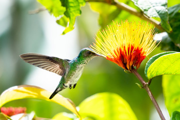 Female Blue-chinned Sapphire hummingbird feeding on the exotic Combretum 