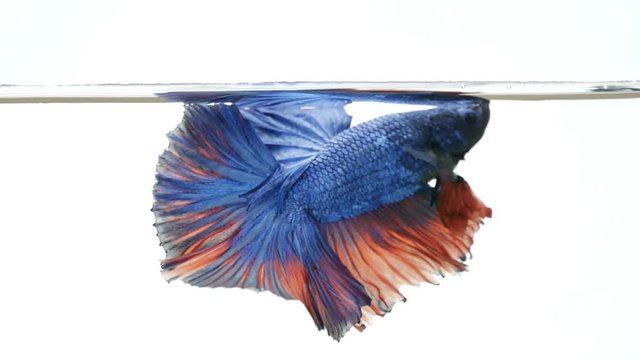 beautiful Siamese fighting fish Betta splendens aquarium fish, Thai Fighting Fish or betta, blue white and red Thailand flag half moon on white background. Super slow motion -HD