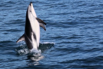 Fototapeta premium Dolphins having fun in the ocean during whale watching trip - New Zealand, Kaikōura