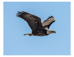 Fototapeta premium bald eagle in flight