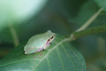 アマガエル