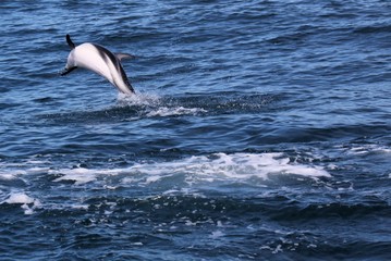 Dolphins having fun in the ocean during whale watching trip - New Zealand, Kaikōura