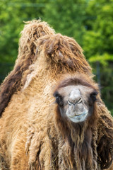 Bactrian Camel