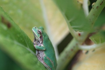 アマガエル