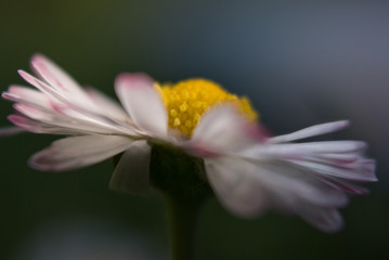 Single Daisy