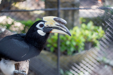 Hornbills Bucerotidae, Phuket Province, Thailand