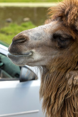 Profile of a Camel