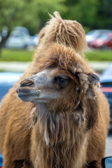 Camel Profile