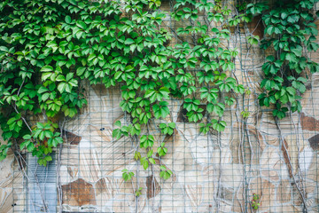 Green ivy on the green wall. Decorative grapes leaves outdoors. Nature in the town. Vertical garden.
