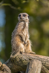 Meerkat standing on patrol looking out for preditors.