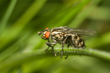 fly on the grass. close-up. macro