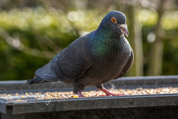 Close up of a pigeon outdoors on the bird table.