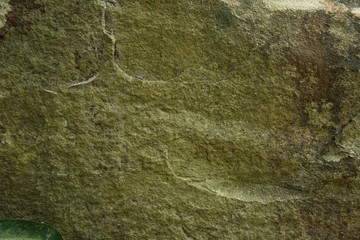 Moss on stone in nature