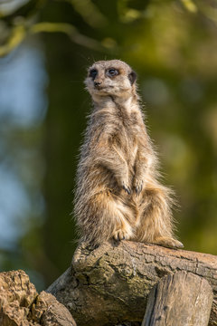 Meerkat standing on patrol looking out for preditors.