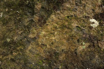 Moss on stone in nature