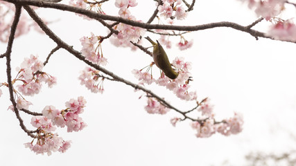 Zostérops du Japon (Zosterops japonicus) sur un cerisier en fleurs