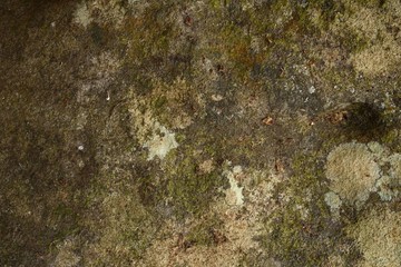 Moss on stone in nature