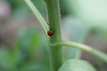 Fototapeta premium テントウムシ