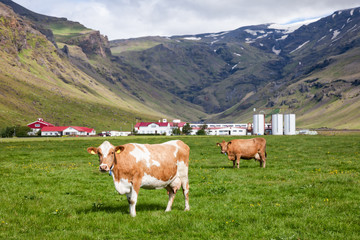 Fototapeta na wymiar Dairy Holstein Friesian cattle grazing at a pasture with farm in background Iceland Scandinavia